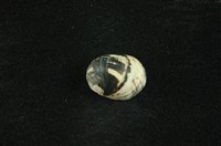 藏品(花斑蜑螺 )的圖片